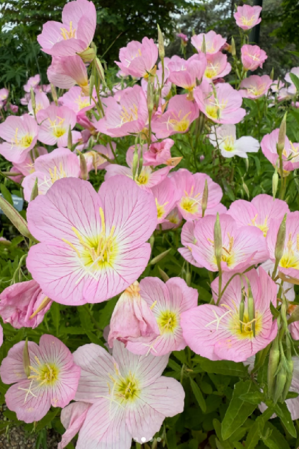 PINK EVENING PRIME ROSE SEEDLING <br> شتلات زهرة المساء الوردية