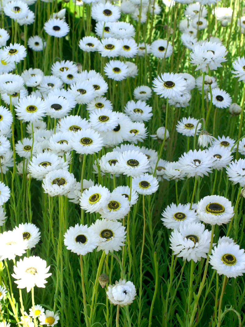 WHITE PIERROT FLOWER SEEDLING <br>شتلات زهور البيروت البيضاء