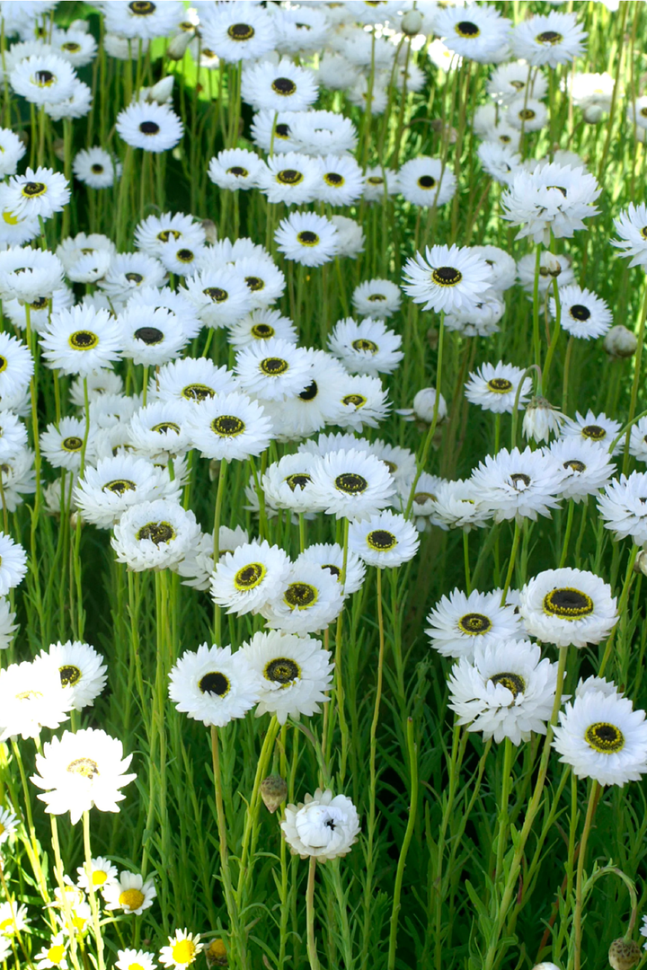 WHITE PIERROT FLOWER SEEDLING <br>شتلات زهور البيروت البيضاء