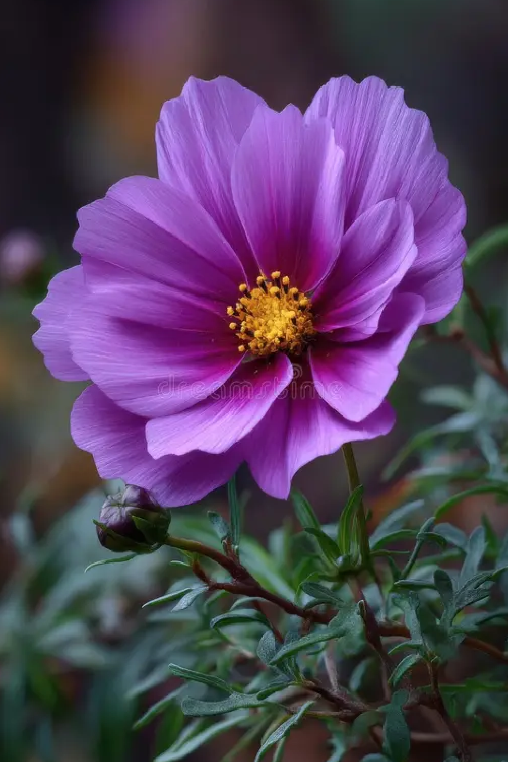 PURPLE COSMOS FLOWER SEEDLING <BR> شتلات زهور الكوزموس البنفسجية