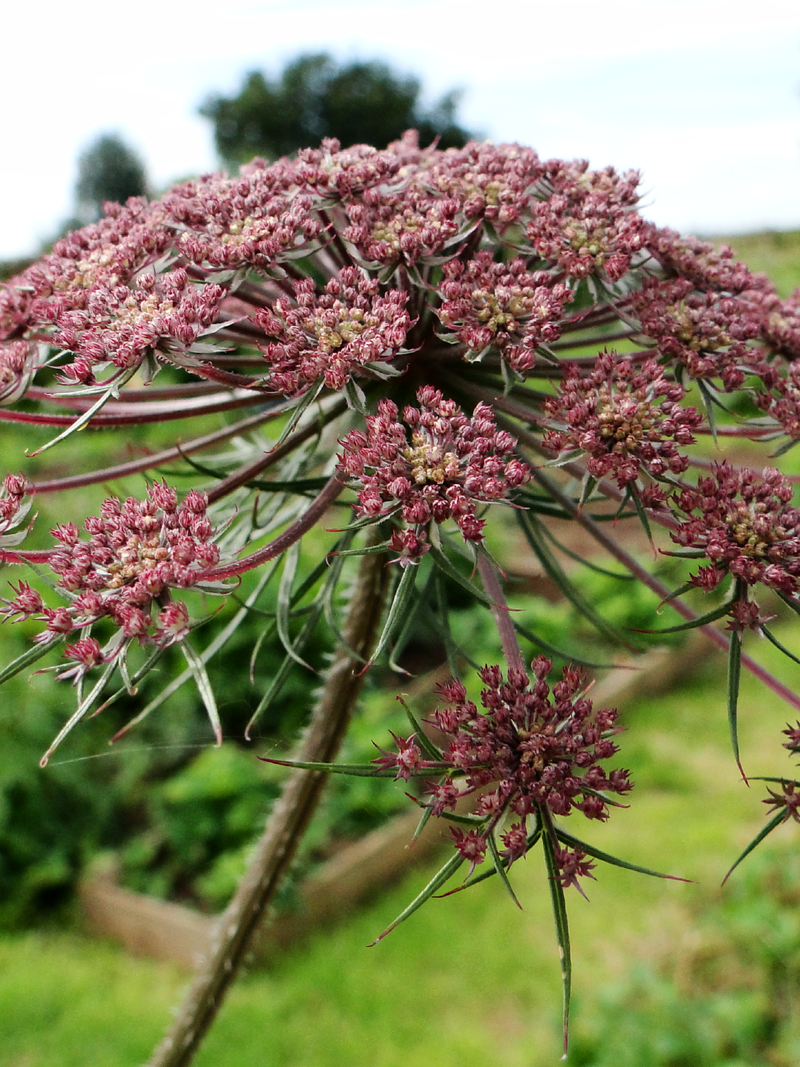 BLACK NIGHT AMMI FLOWER SEEDLING <br> شتلات زهور الآمي بلاك نايت
