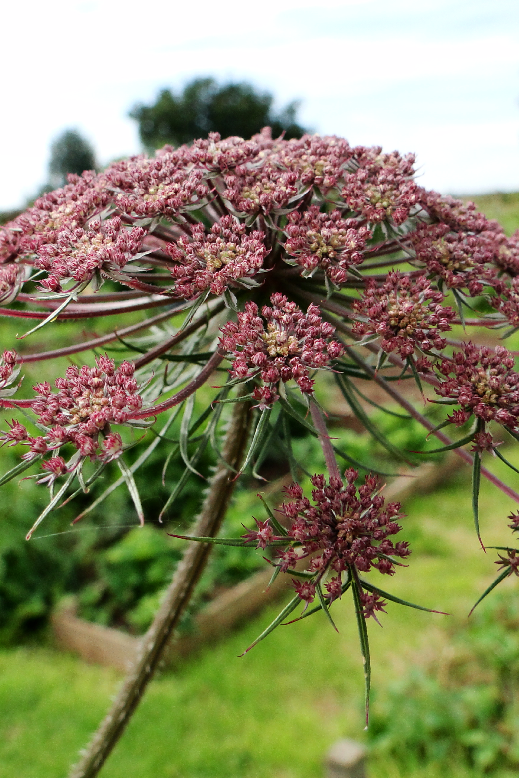 BLACK NIGHT AMMI FLOWER SEEDLING <br> شتلات زهور الآمي بلاك نايت