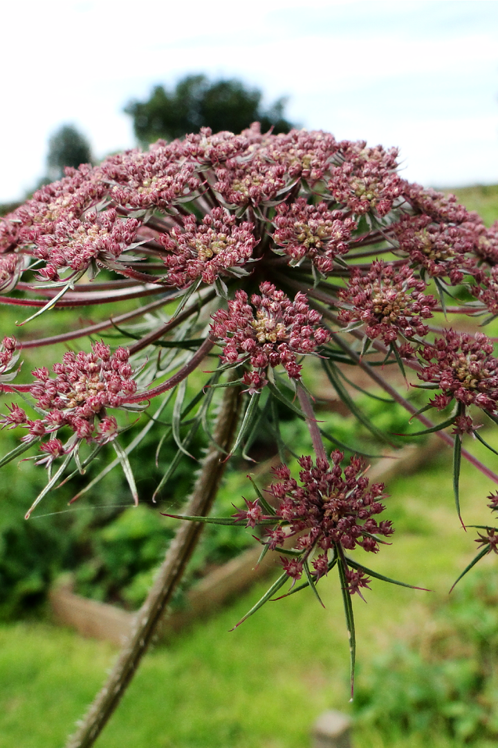 BLACK NIGHT AMMI FLOWER SEEDLING <br> شتلات زهور الآمي بلاك نايت