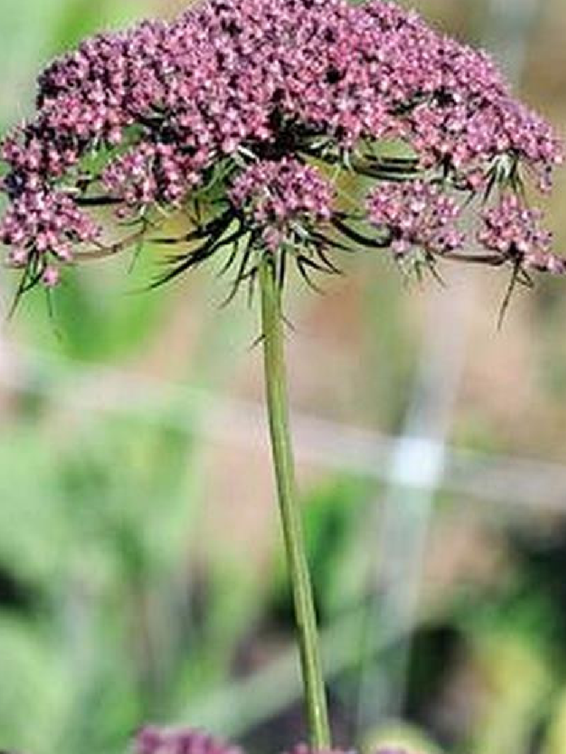 BLACK NIGHT AMMI FLOWER SEEDLING <br> شتلات زهور الآمي بلاك نايت