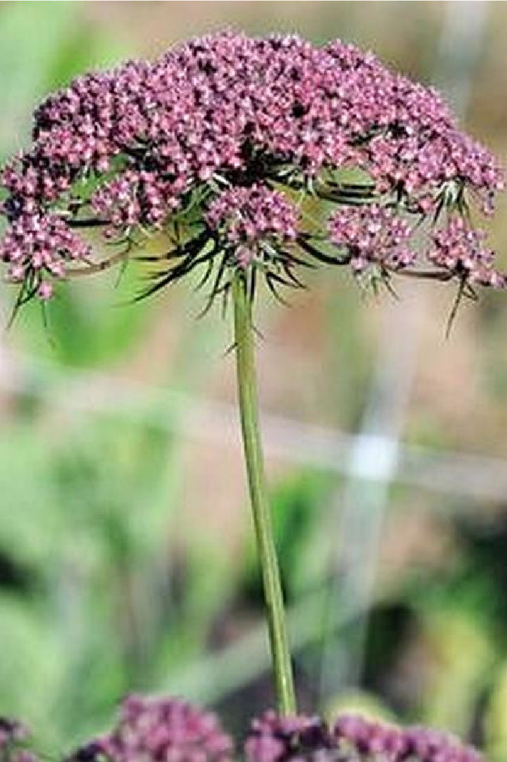 BLACK NIGHT AMMI FLOWER SEEDLING <br> شتلات زهور الآمي بلاك نايت