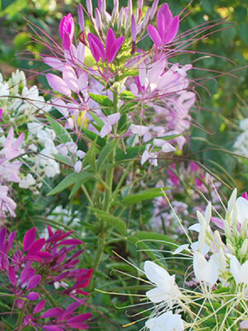 CLEOME FLOWER SEEDLING <br> شتلات زهور الكليوم