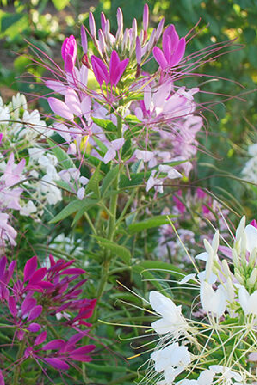 CLEOME FLOWER SEEDLING <br> شتلات زهور الكليوم