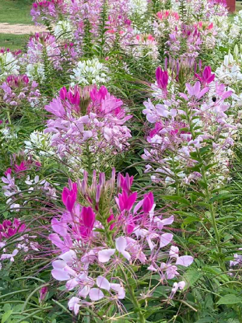 CLEOME FLOWER SEEDLING <br> شتلات زهور الكليوم