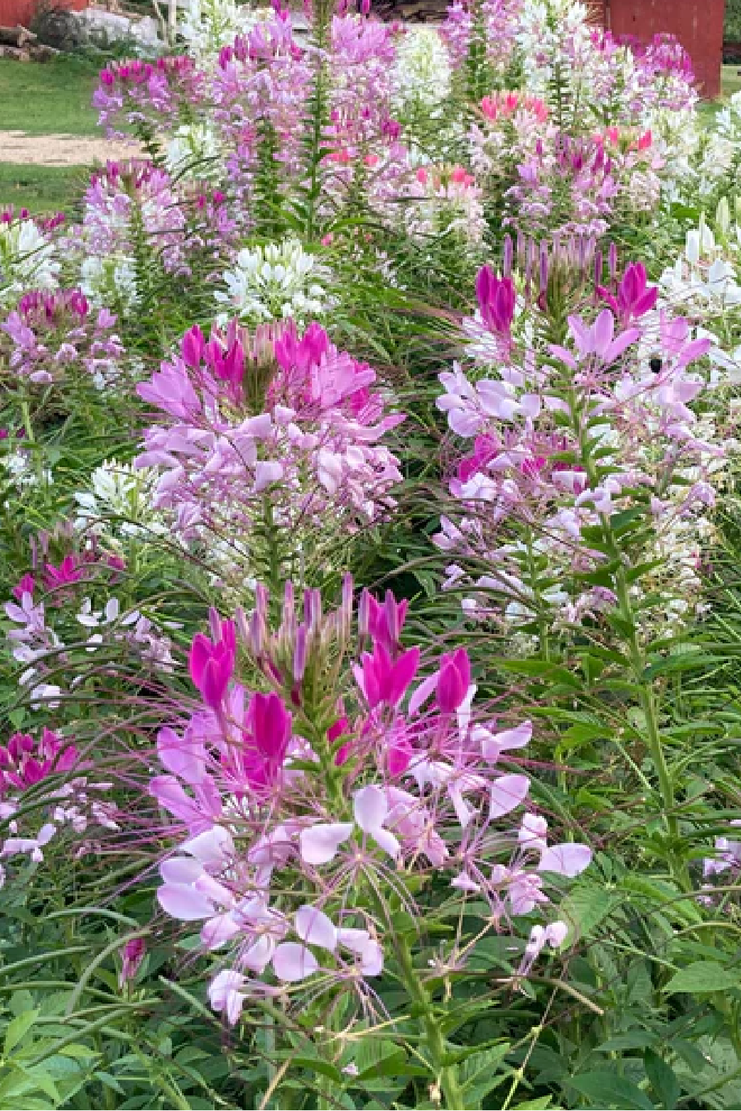 CLEOME FLOWER SEEDLING <br> شتلات زهور الكليوم