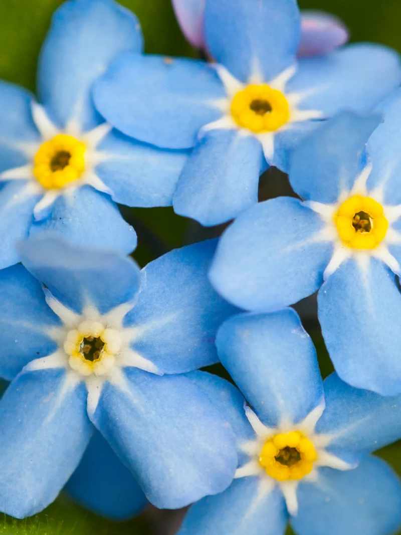 FORGET ME NOT SEEDS