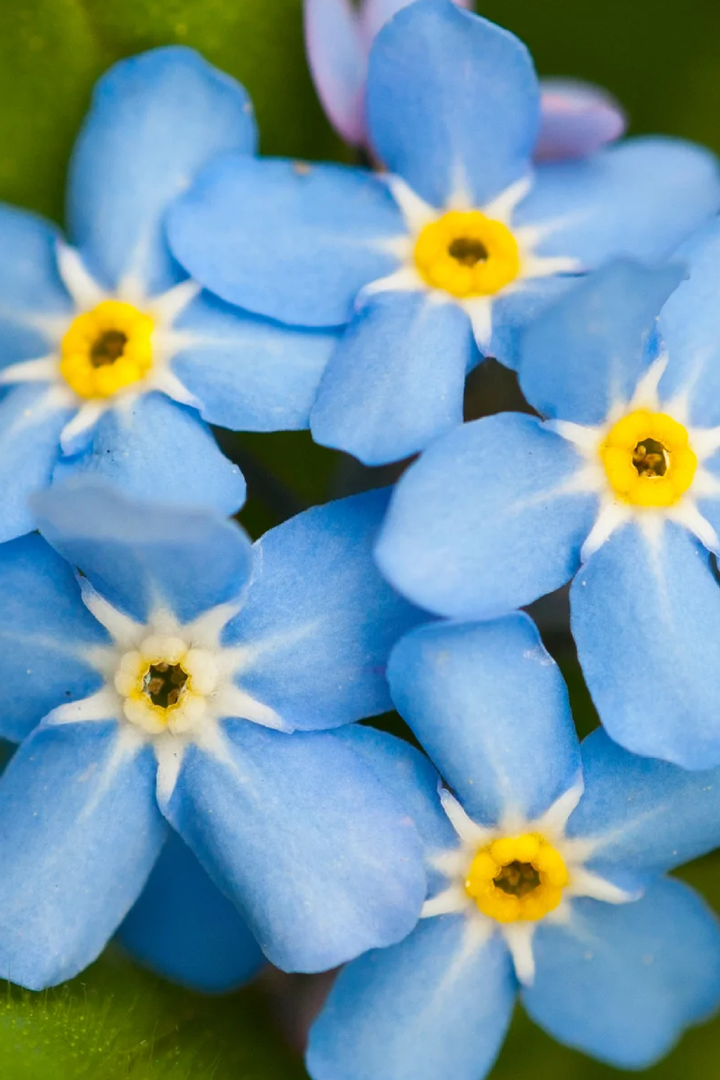 FORGET ME NOT SEEDS
