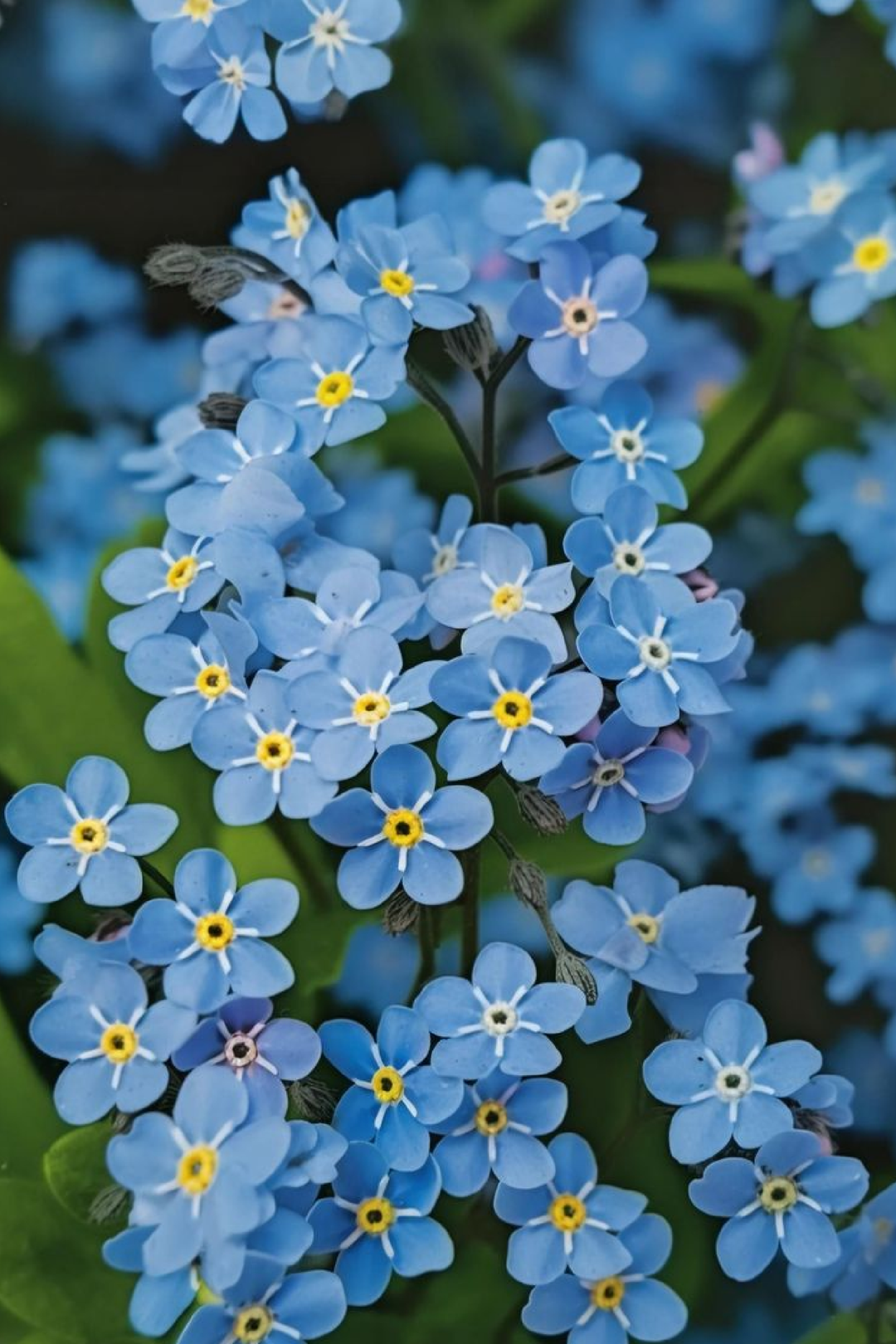 FORGET ME NOT SEEDS