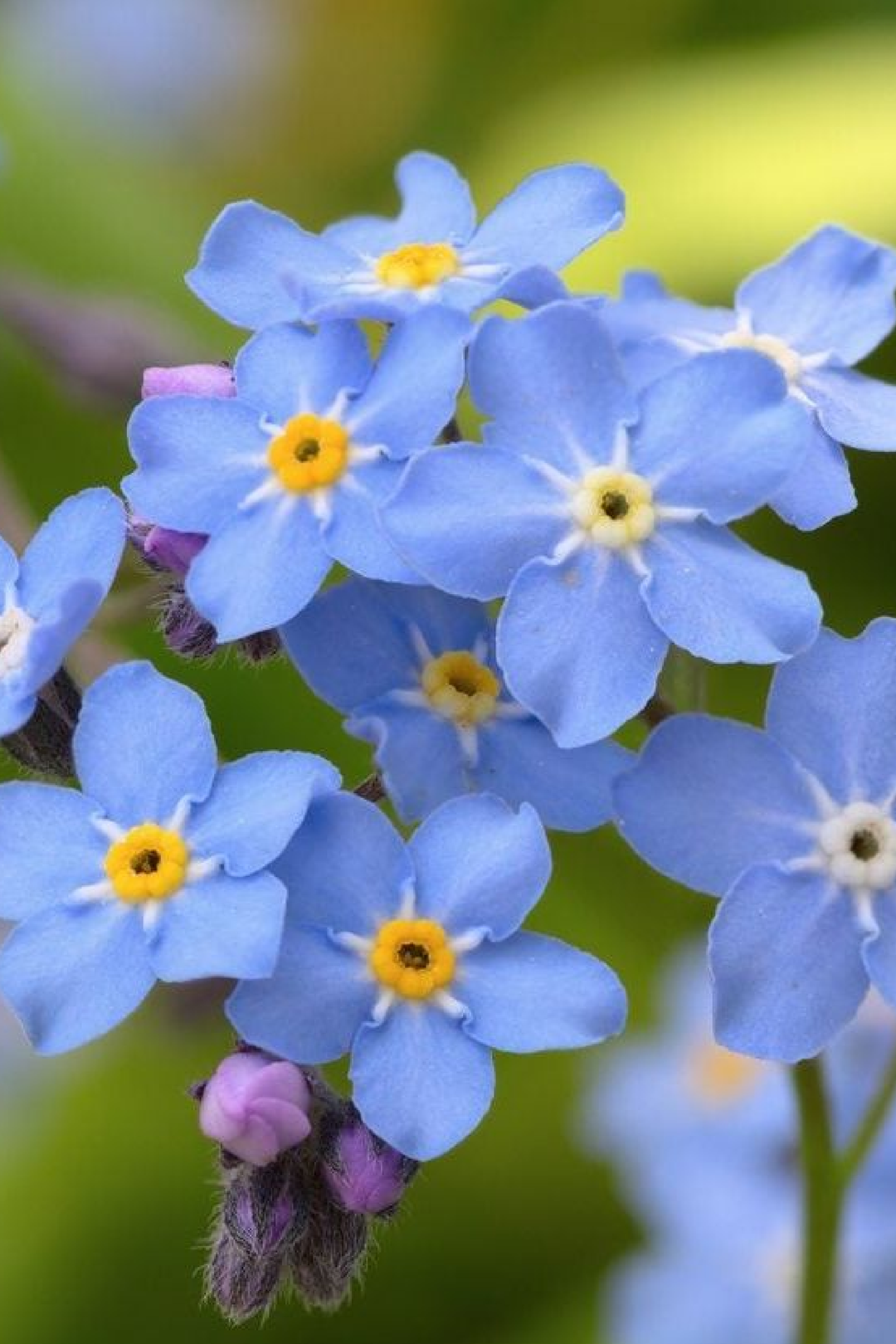 FORGET ME NOT SEEDS