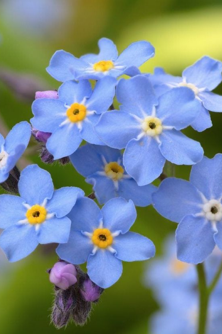 FORGET ME NOT SEEDS