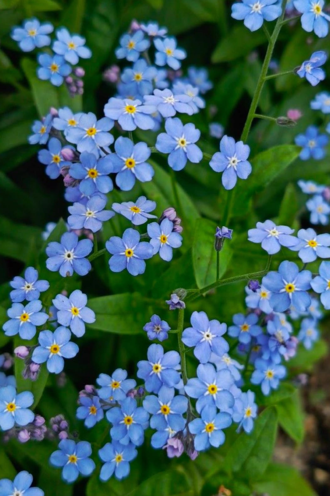 FORGET ME NOT SEEDS