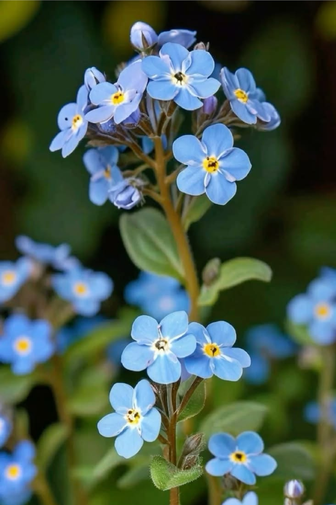 FORGET ME NOT SEEDS