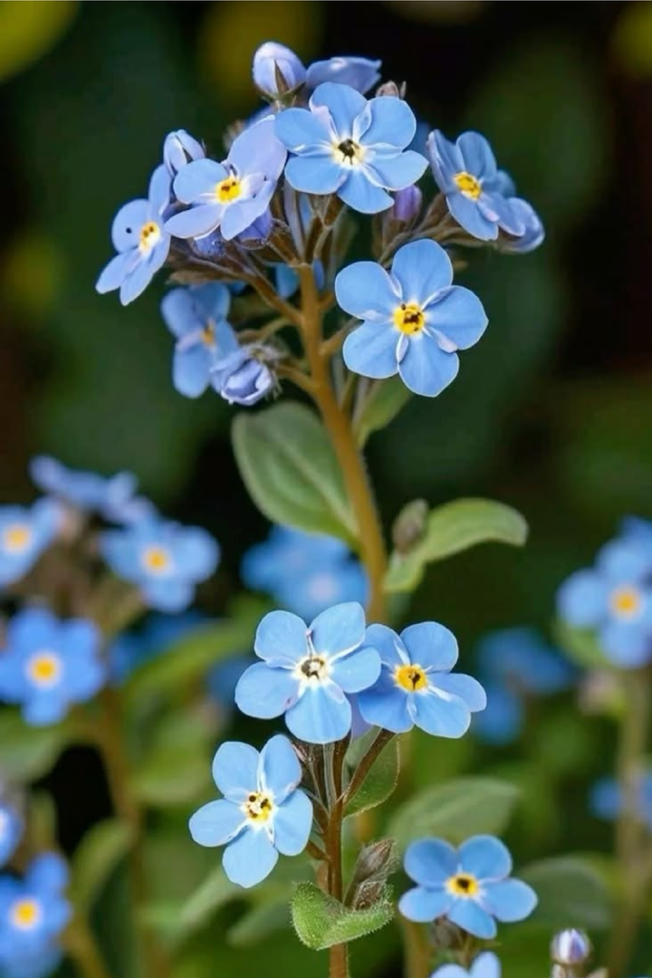 FORGET ME NOT SEEDS