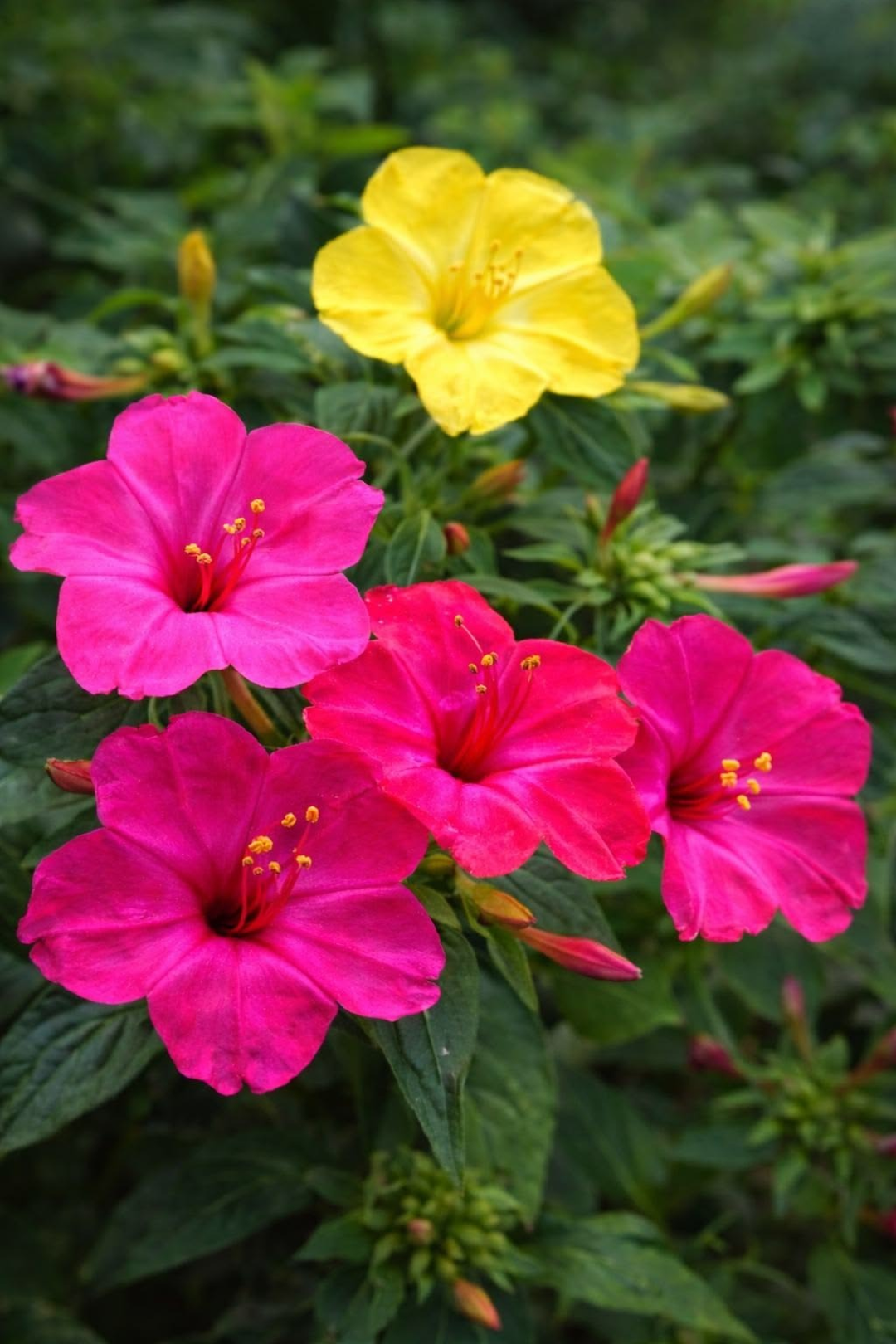 FOUR O CLOCK FLOWER SEEDLING