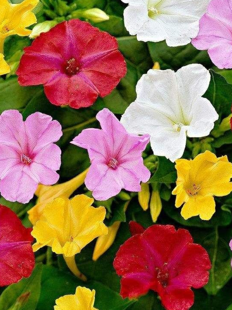 FOUR O CLOCK FLOWER SEEDS