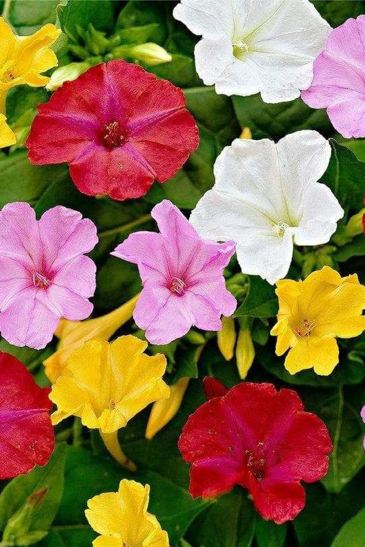 FOUR O CLOCK FLOWER SEEDLING