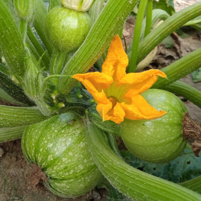 ORGANIC ZUCCHINI TONDO DI FIRENZE SEEDLING