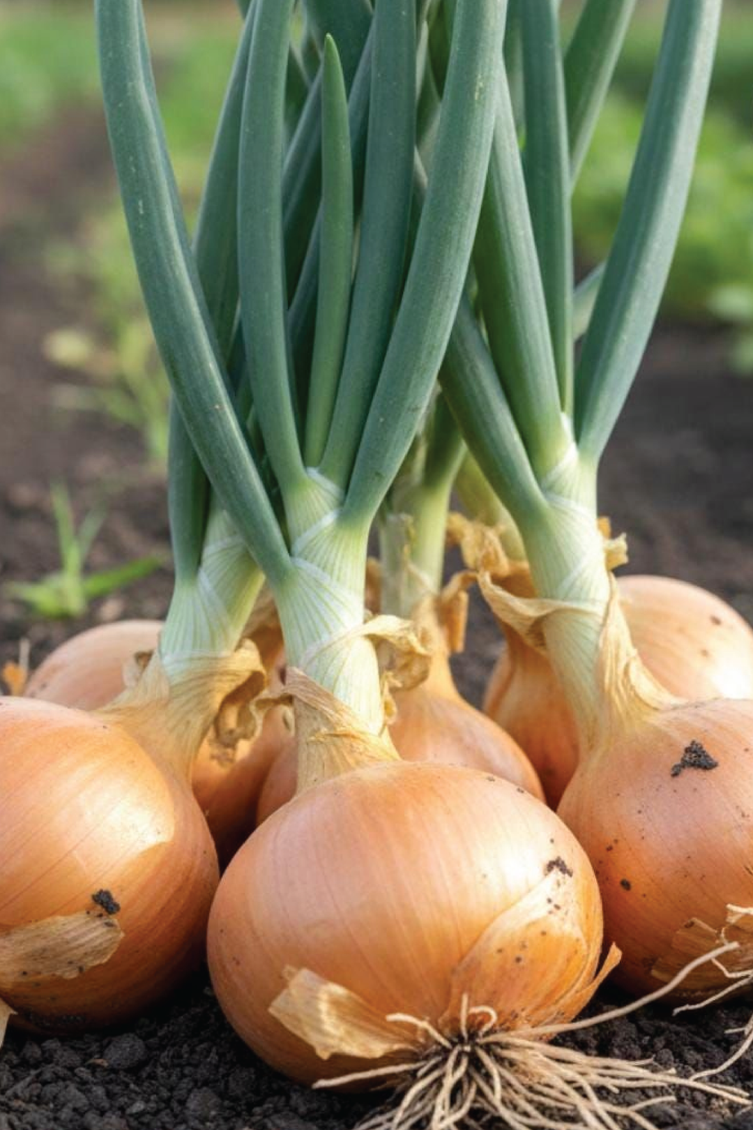 GOLD ONION SEEDS <br> بذور البصل الذهبي