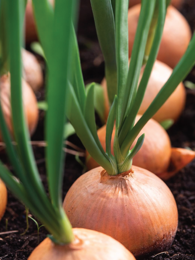 GOLD ONION SEEDS <br> بذور البصل الذهبي