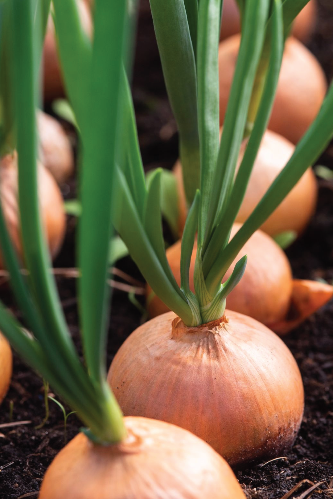 GOLD ONION SEEDS <br> بذور البصل الذهبي
