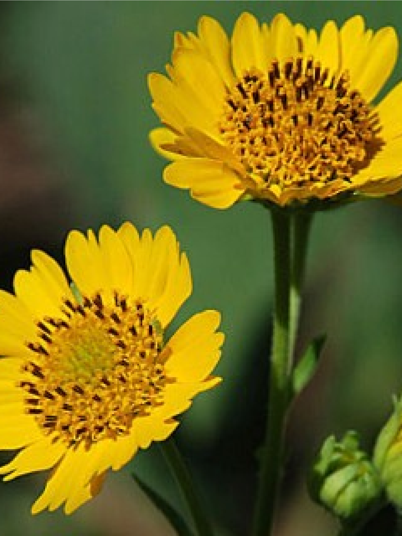 GOLDEN CROWNBEARD SEEDS <br>بذور زهور اللحية الذهبية