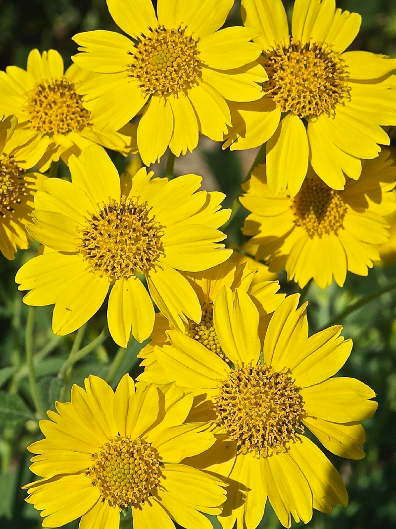 GOLDEN CROWNBEARD SEEDS <br>بذور زهور اللحية الذهبية