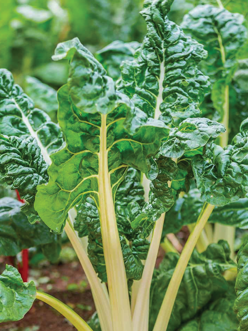 GREEN CHARD SEEDS<br>بذور السلق الأخضر