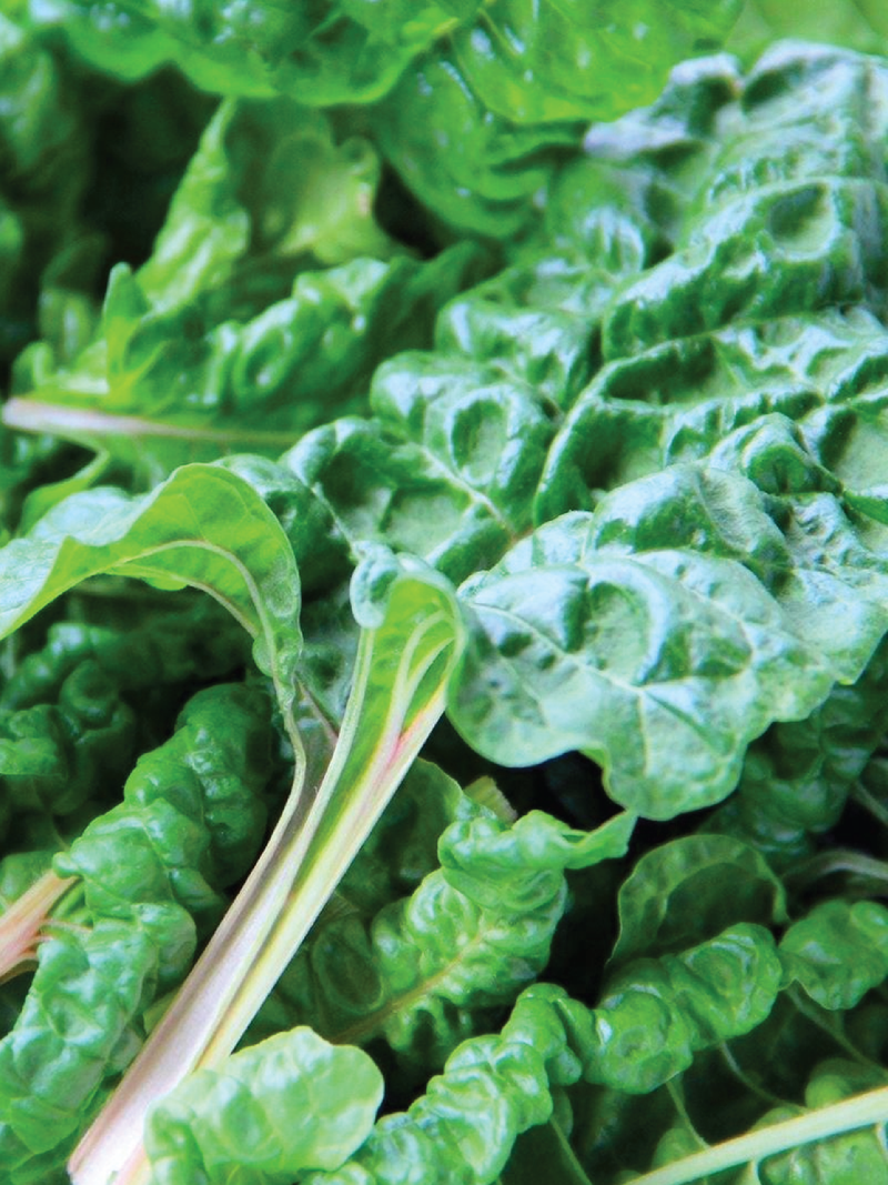 GREEN CHARD SEEDS<br>بذور السلق الأخضر