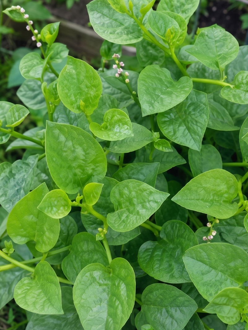 GREEN MALABAR SPINACH SEEDLING