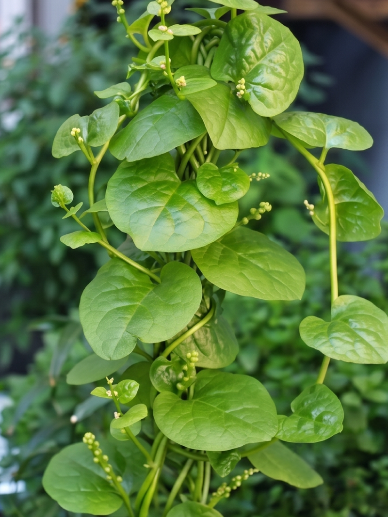 GREEN MALABAR SPINACH SEEDLING