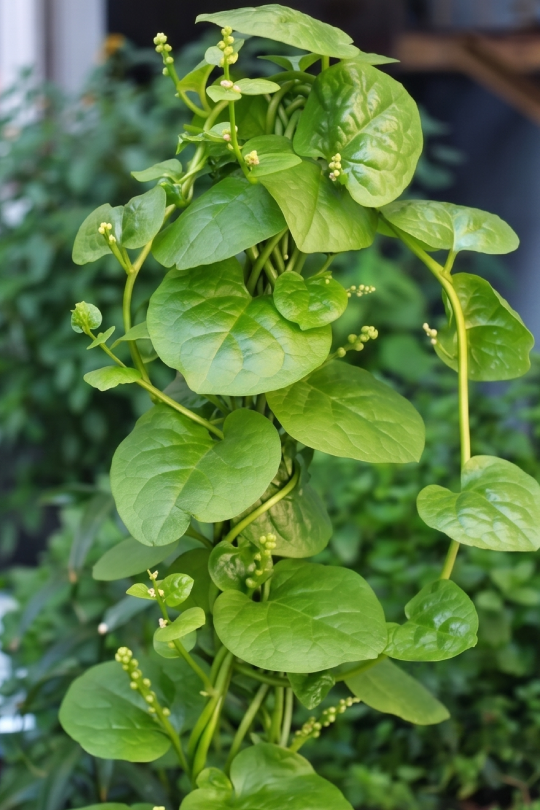 GREEN MALABAR SPINACH SEEDLING