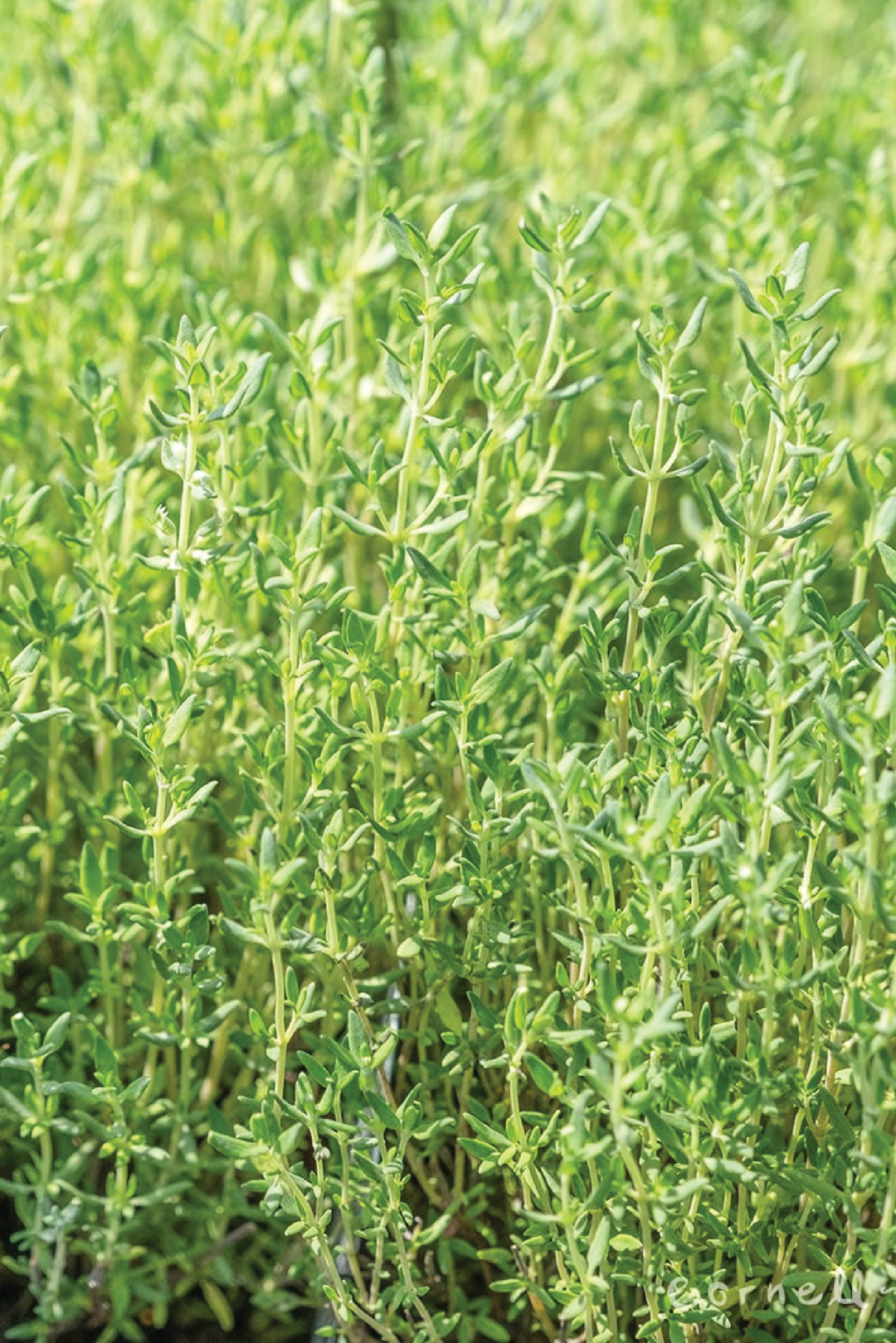 ORGANIC GERMAN WINTER THYME SEEDLING