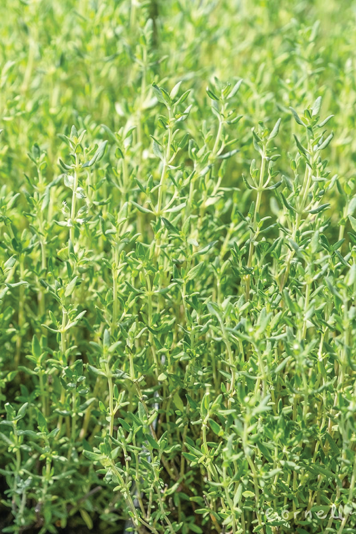 ORGANIC GERMAN WINTER THYME SEEDLING