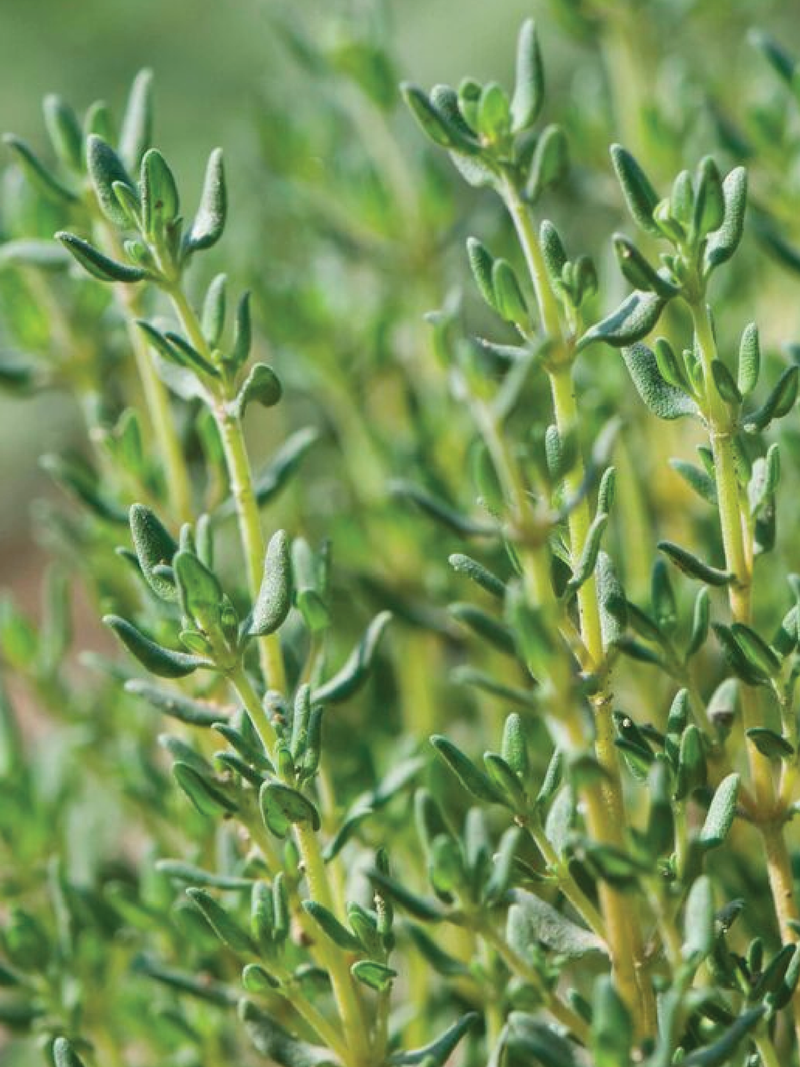 ORGANIC GERMAN WINTER THYME SEEDLING<br> شتلات زعتر جيرمان ونتر العضوي