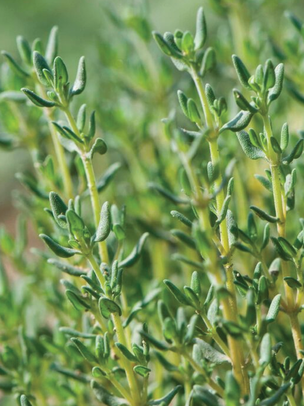 ORGANIC GERMAN WINTER THYME SEEDLING