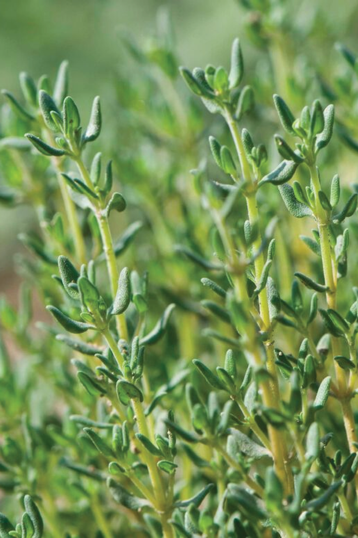 ORGANIC GERMAN WINTER THYME SEEDLING
