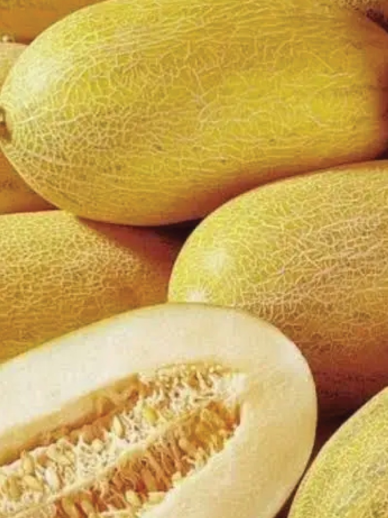 شتلات الشمام البيضاوي
