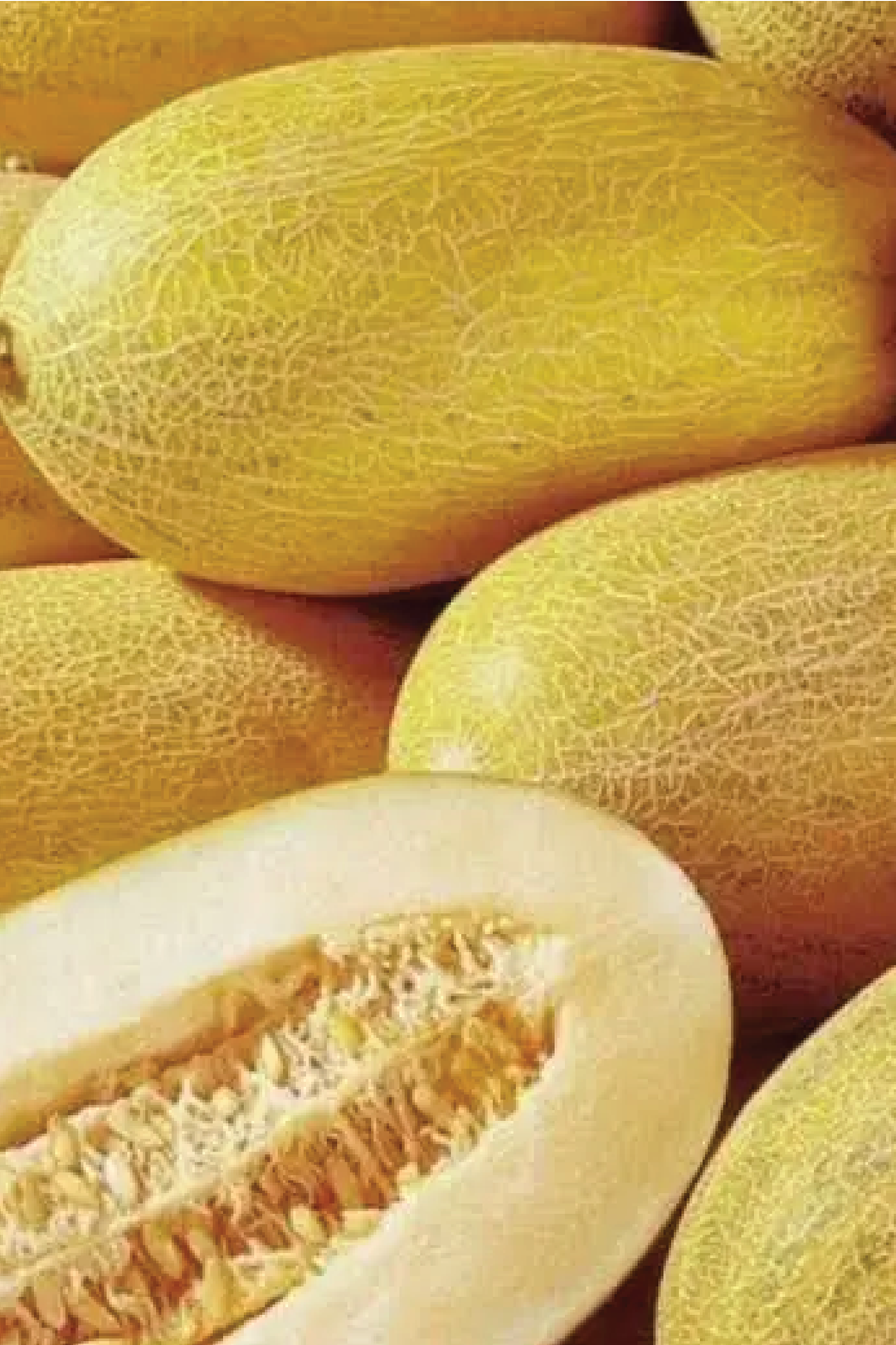 شتلات الشمام البيضاوي