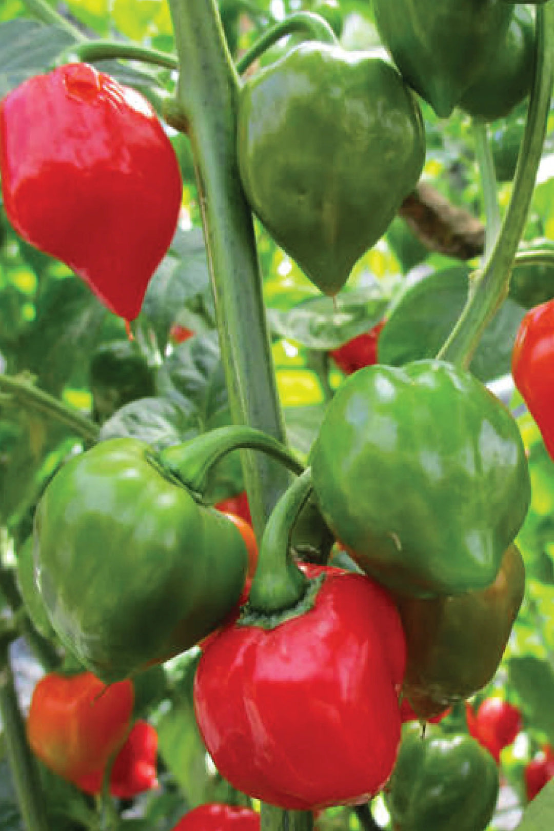 ORGANIC MIXED HABANERO SEEDLING