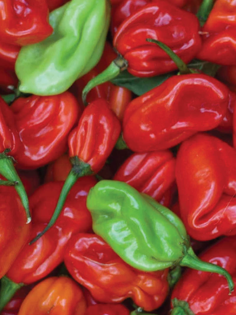 HABANERO HOT PEPPER SEEDS <br> بذور فلفل هابانيرو الحار