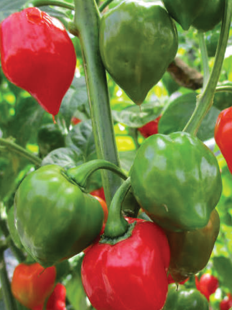 HABANERO HOT PEPPER SEEDS <br> بذور فلفل هابانيرو الحار