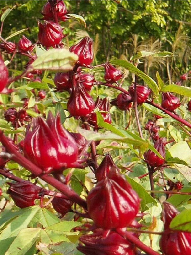 HIBISCUS SEEDS <br> بذور الكركديه