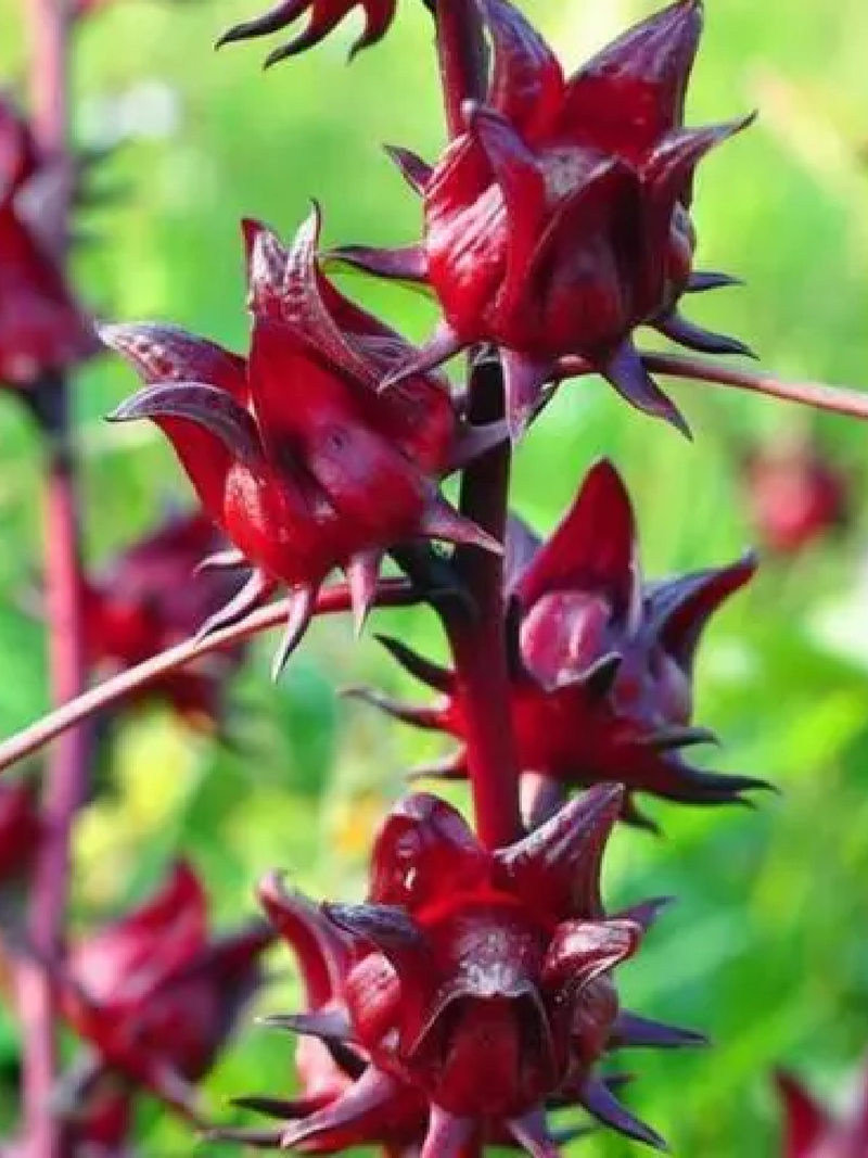 HIBISCUS SEEDS <br> بذور الكركديه