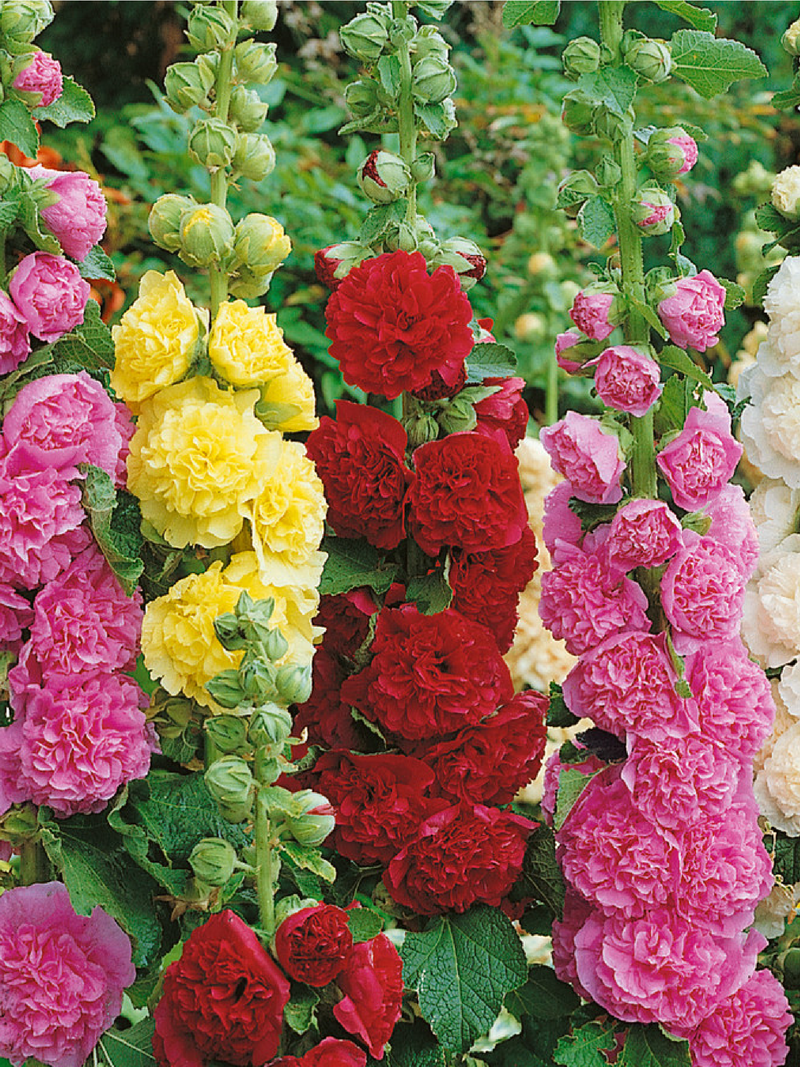 MIX HOLLYHOCK  SEEDS<br>  بذور زهور الخطمية مكس