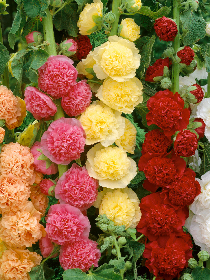 MIX HOLLYHOCK  SEEDS<br>  بذور زهور الخطمية مكس