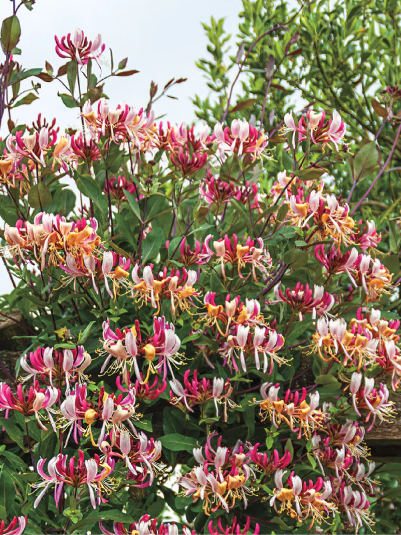 HONEYSUCKLE SEEDS<br> بذور زهور العسل